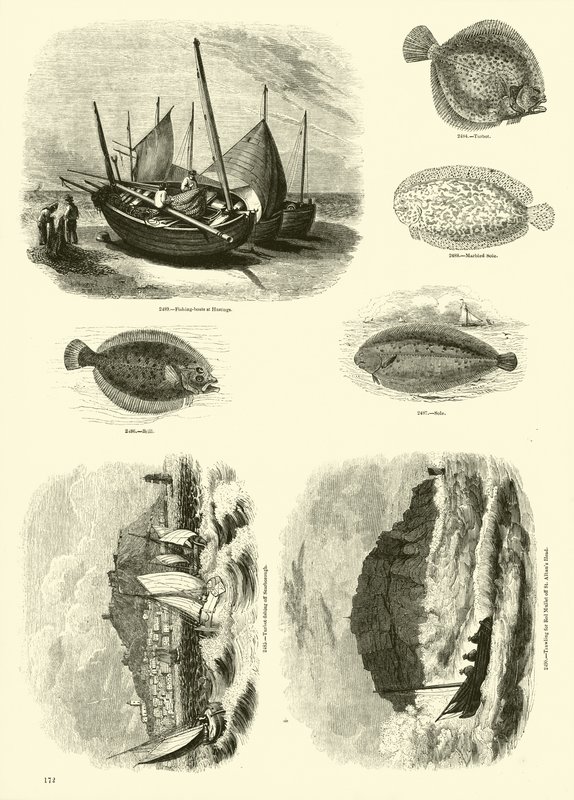 Página de The Pictorial Museum of Animated Nature de English School