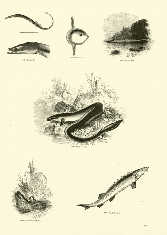 Página de The Pictorial Museum of Animated Nature de English School