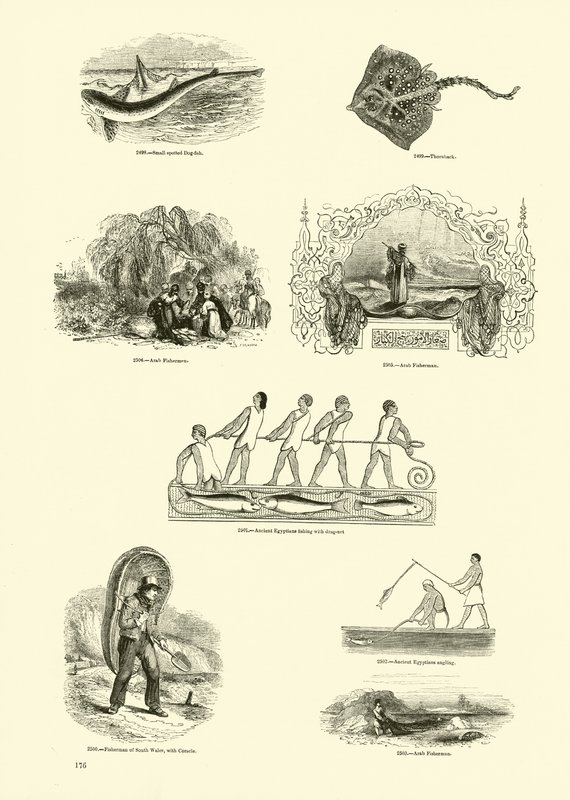 Página de The Pictorial Museum of Animated Nature de English School