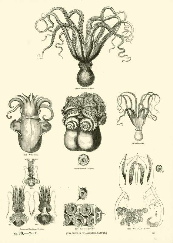 Página de The Pictorial Museum of Animated Nature de English School