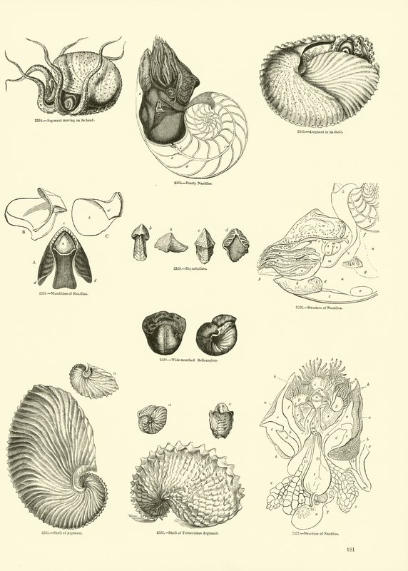 Página de The Pictorial Museum of Animated Nature de English School