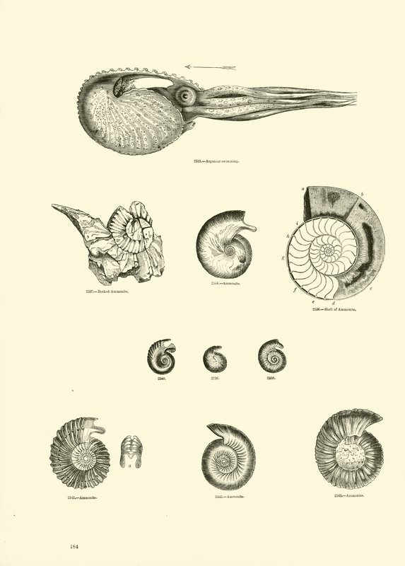 Página de The Pictorial Museum of Animated Nature de English School