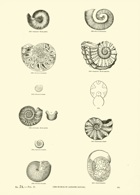 Página de The Pictorial Museum of Animated Nature de English School