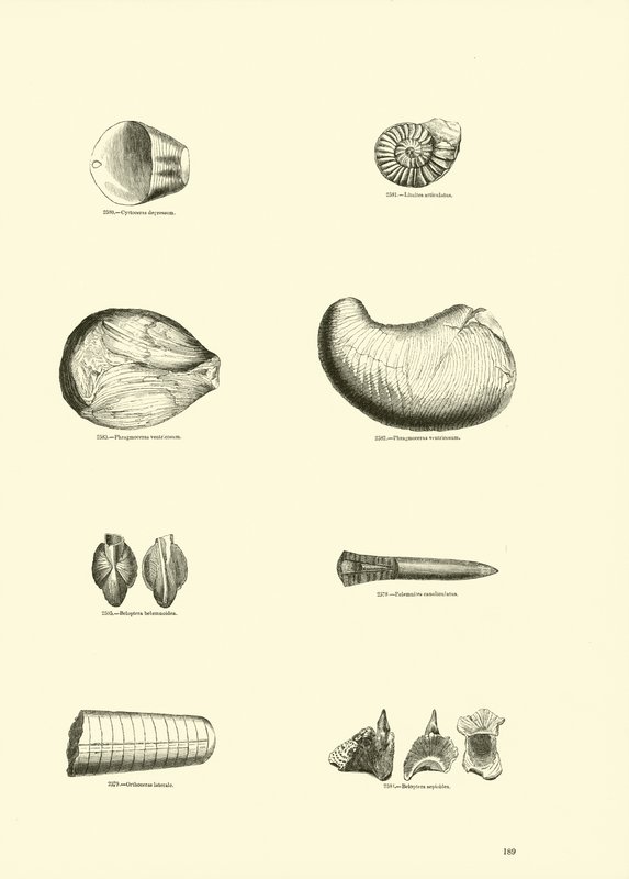 Página de The Pictorial Museum of Animated Nature de English School