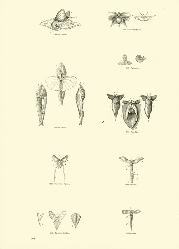 Página de The Pictorial Museum of Animated Nature de English School