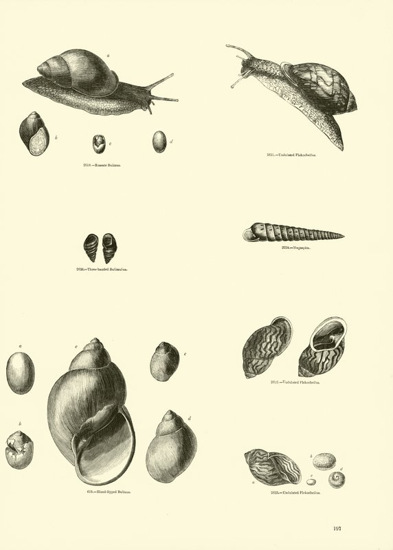 Página de The Pictorial Museum of Animated Nature de English School