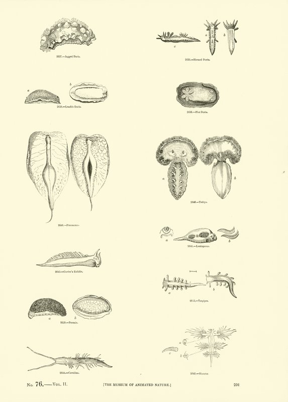 Página de The Pictorial Museum of Animated Nature de English School