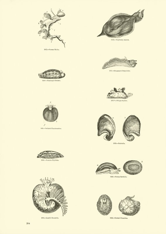 Página de The Pictorial Museum of Animated Nature de English School