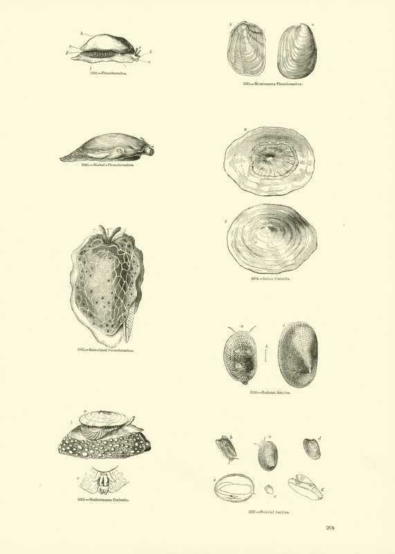 Página de The Pictorial Museum of Animated Nature de English School