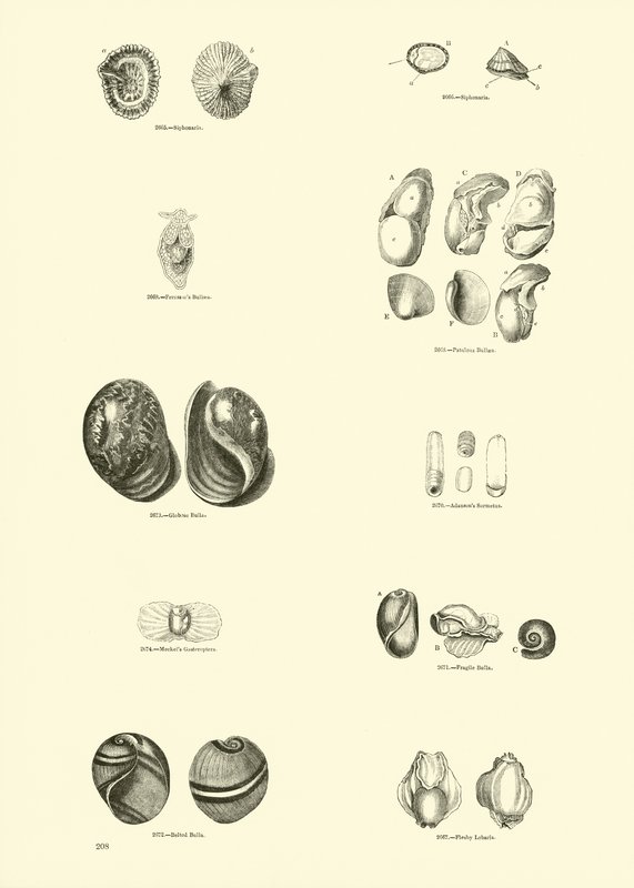 Página de The Pictorial Museum of Animated Nature de English School