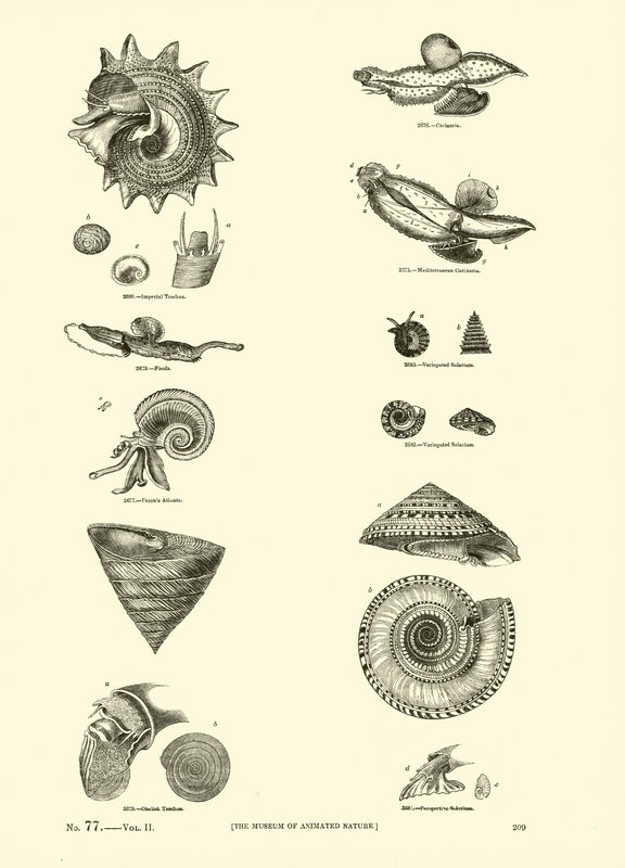 Página de The Pictorial Museum of Animated Nature de English School