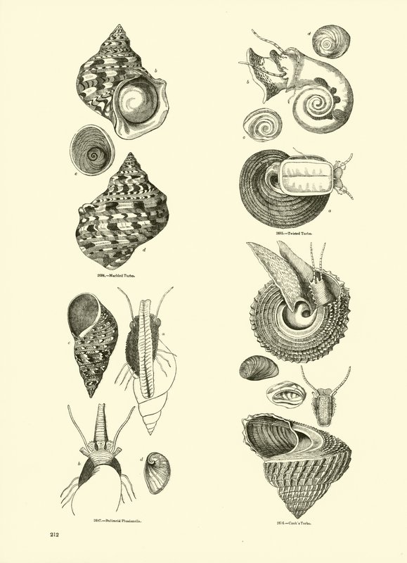 Página de The Pictorial Museum of Animated Nature de English School