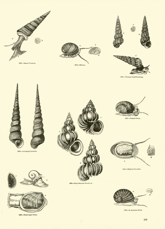Página de The Pictorial Museum of Animated Nature de English School