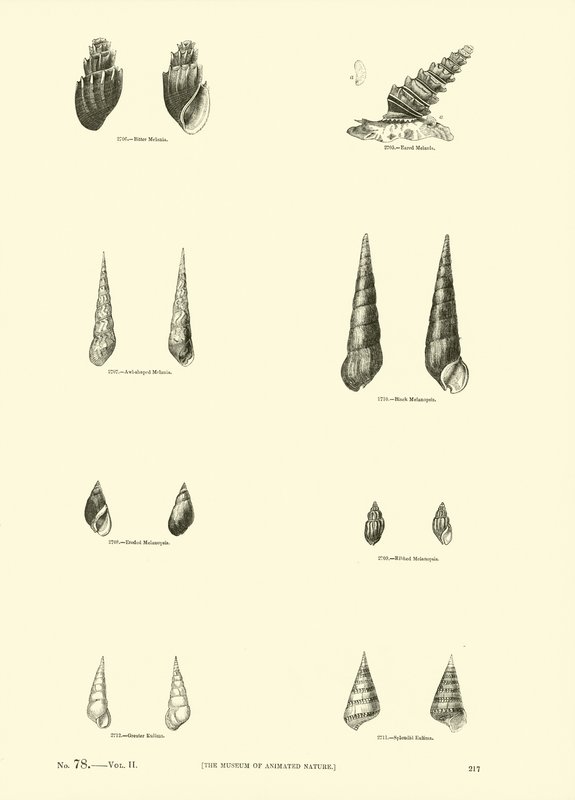 Página de The Pictorial Museum of Animated Nature de English School