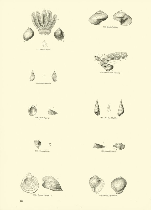 Página de The Pictorial Museum of Animated Nature de English School