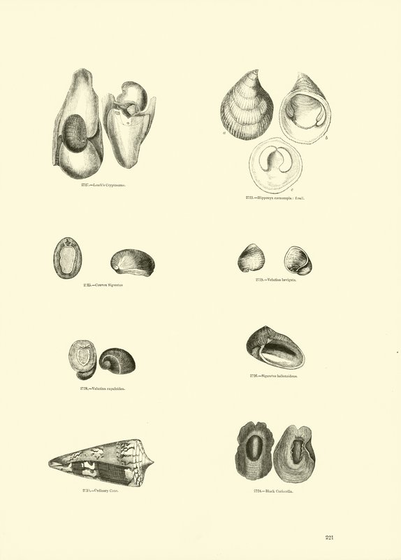 Página de The Pictorial Museum of Animated Nature de English School