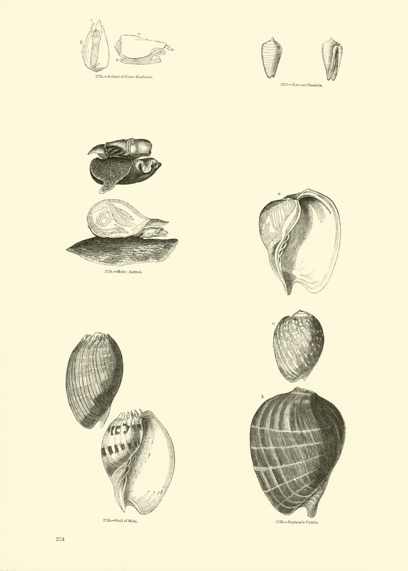 Página de The Pictorial Museum of Animated Nature de English School