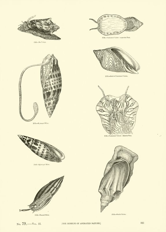 Página de The Pictorial Museum of Animated Nature de English School