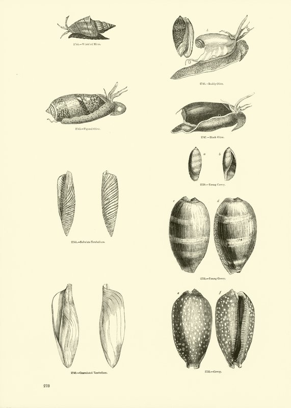 Página de The Pictorial Museum of Animated Nature de English School
