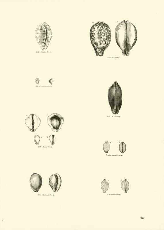 Página de The Pictorial Museum of Animated Nature de English School