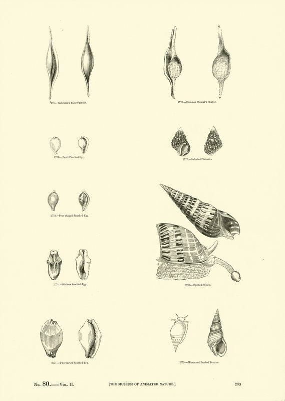 Página de The Pictorial Museum of Animated Nature de English School