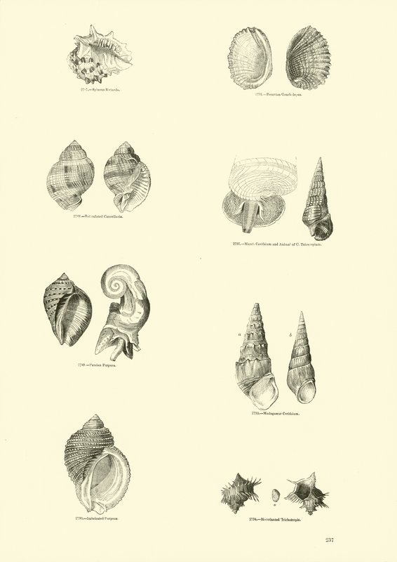 Página de The Pictorial Museum of Animated Nature de English School