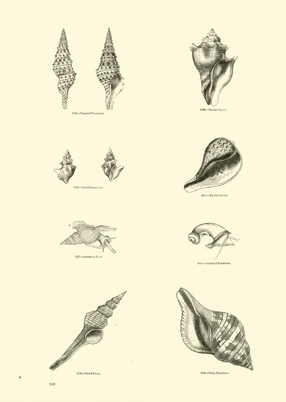 Página de The Pictorial Museum of Animated Nature de English School