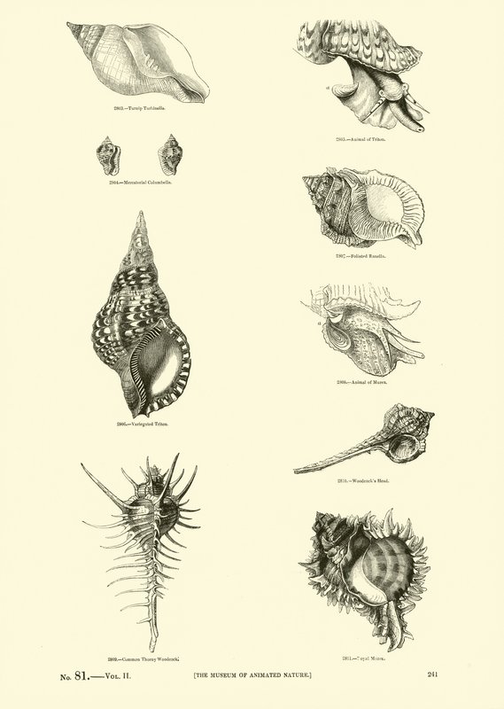 Página de The Pictorial Museum of Animated Nature de English School
