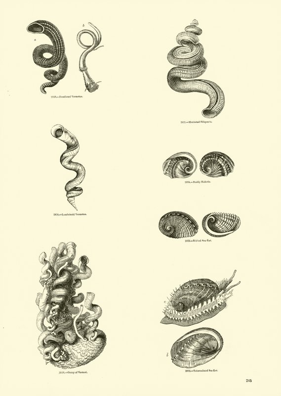 Página de The Pictorial Museum of Animated Nature de English School