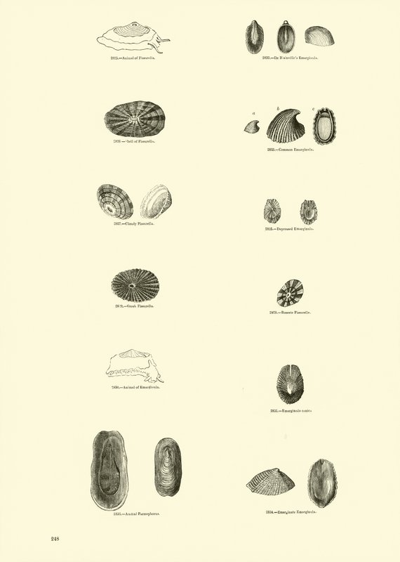 Página de The Pictorial Museum of Animated Nature de English School