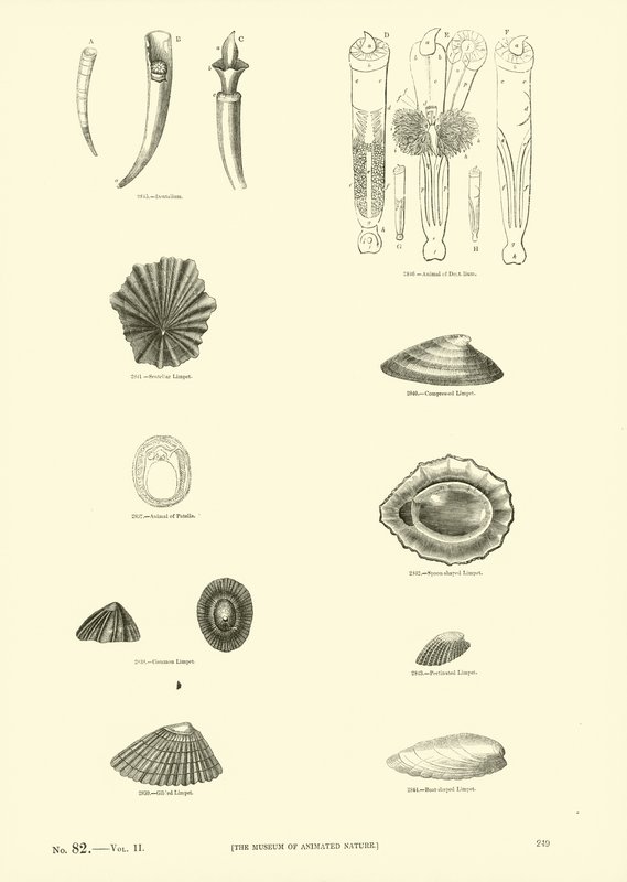 Página de The Pictorial Museum of Animated Nature de English School
