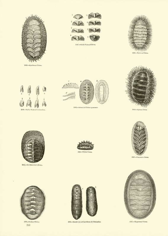 Página de The Pictorial Museum of Animated Nature de English School
