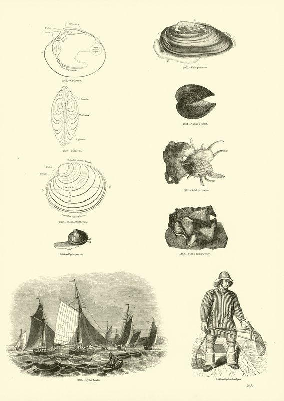 Página de The Pictorial Museum of Animated Nature de English School