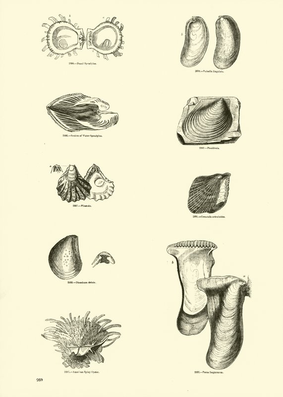 Página de The Pictorial Museum of Animated Nature de English School