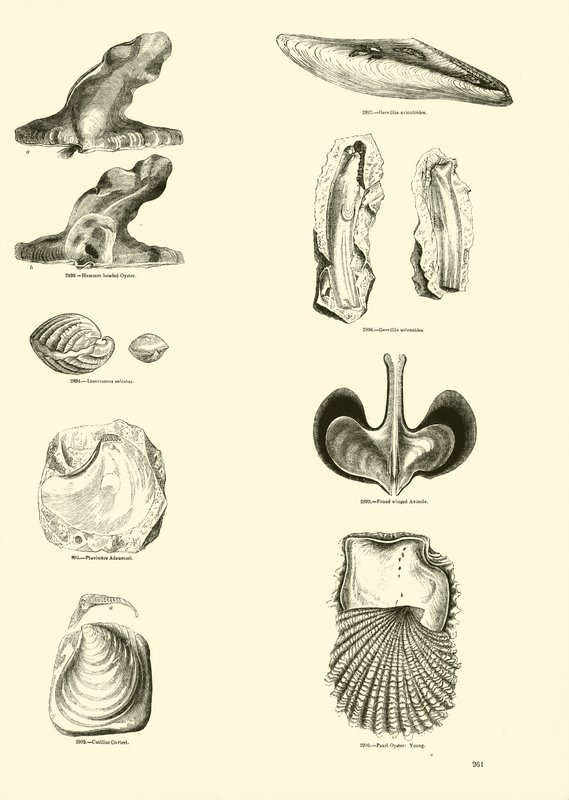 Página de The Pictorial Museum of Animated Nature de English School