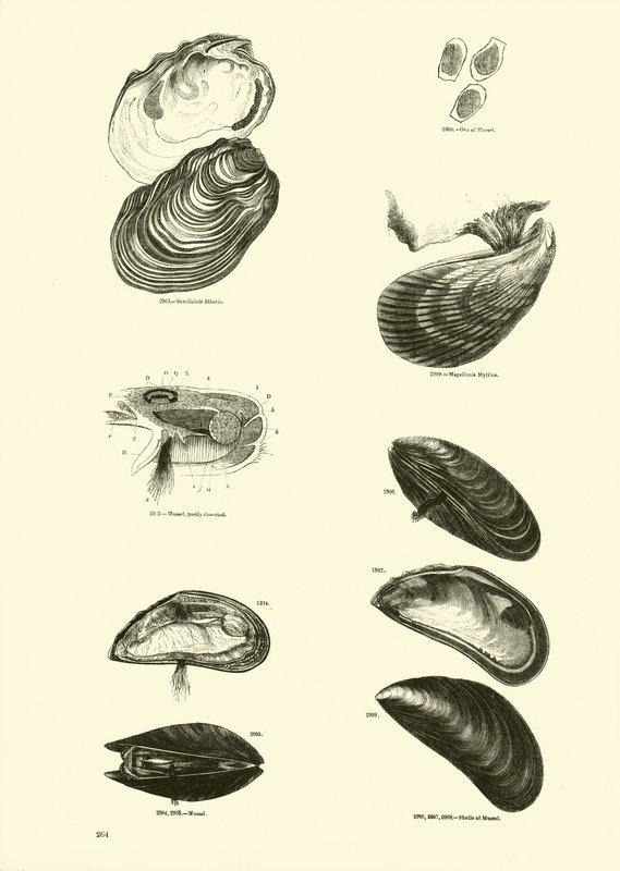 Página de The Pictorial Museum of Animated Nature de English School