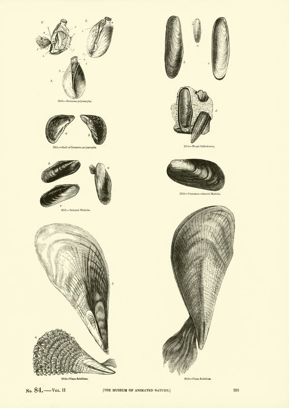 Página de The Pictorial Museum of Animated Nature de English School