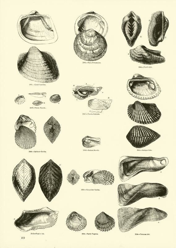 Página de The Pictorial Museum of Animated Nature de English School
