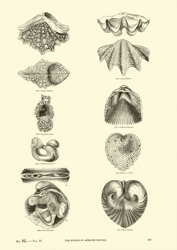 Página de The Pictorial Museum of Animated Nature de English School