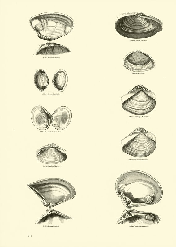 Página de The Pictorial Museum of Animated Nature de English School