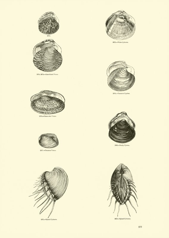 Página de The Pictorial Museum of Animated Nature de English School