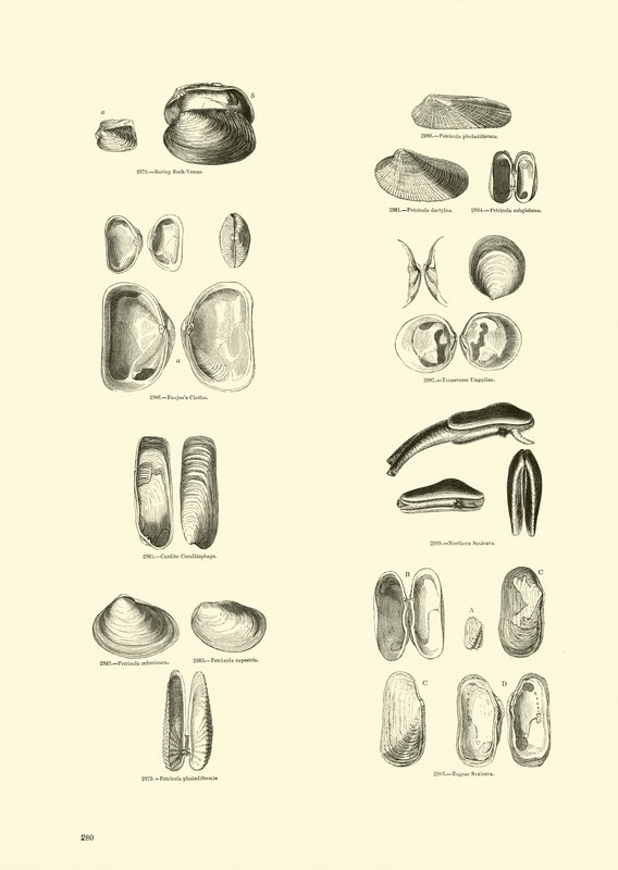 Página de The Pictorial Museum of Animated Nature de English School