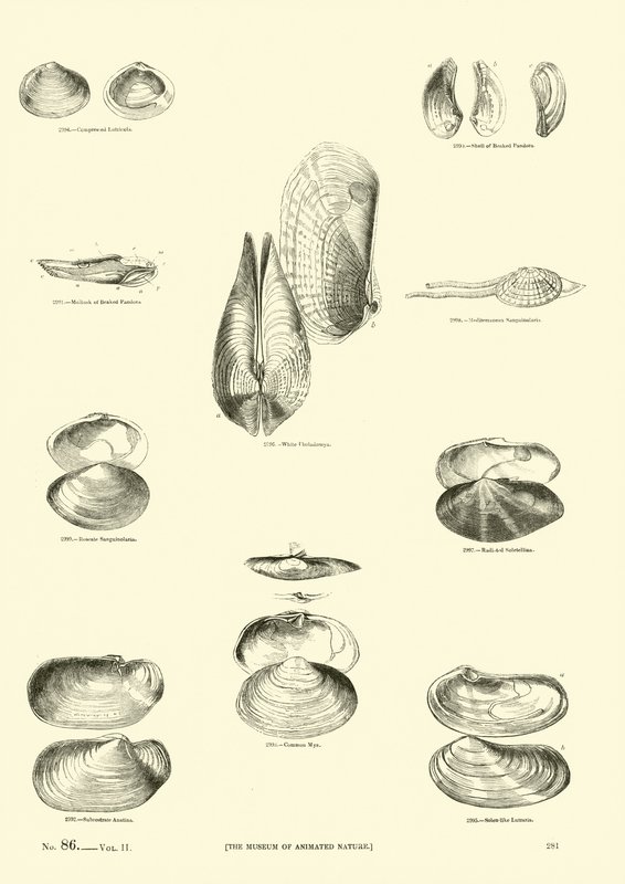 Página de The Pictorial Museum of Animated Nature de English School