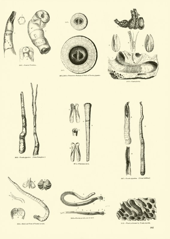 Página de The Pictorial Museum of Animated Nature de English School
