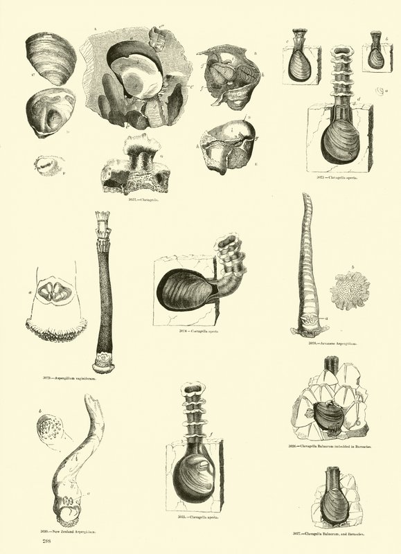 Página de The Pictorial Museum of Animated Nature de English School