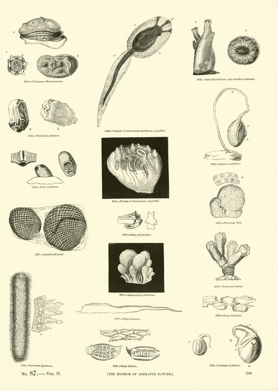 Página de The Pictorial Museum of Animated Nature de English School