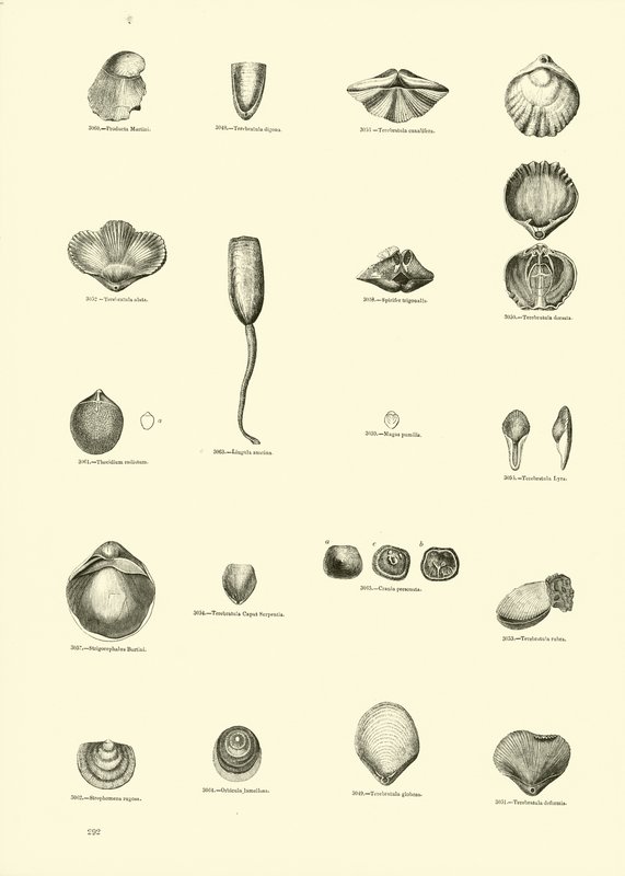 Página de The Pictorial Museum of Animated Nature de English School