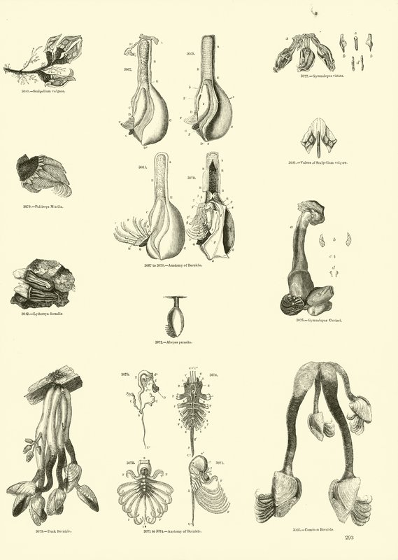 Página de The Pictorial Museum of Animated Nature de English School