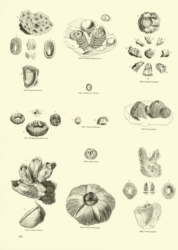 Página de The Pictorial Museum of Animated Nature de English School