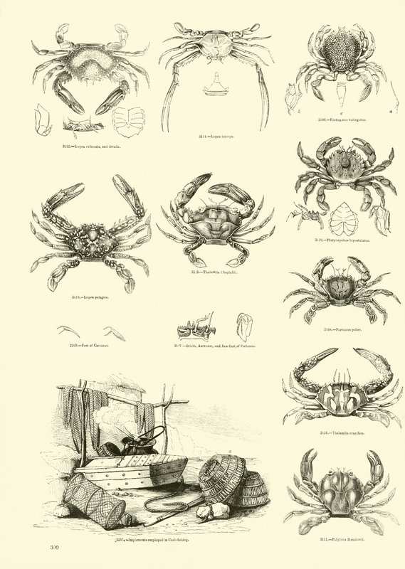 Página de The Pictorial Museum of Animated Nature de English School